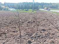 Haie brise-vent bord de la route