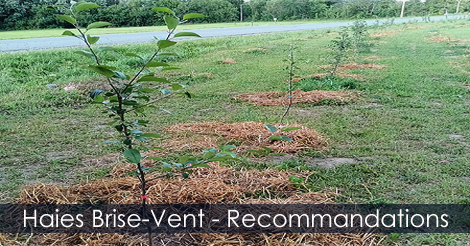 Haie Brise-Vent - Informations et recommandations