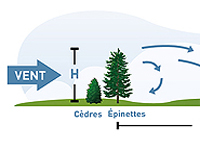 Espace occupé par une haie brise-vent
