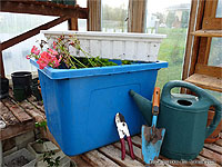 Préparer les géraniums pour l'hivernation - Conseils pour garder ses géraniums