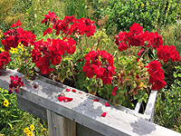 Guide d'hivernation de géraniums ou pélargoniums - Hiver les géraniums