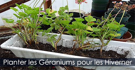 Technique de plantation des géraniums pour leur hivernation - Comment garder les géraniums en hiver - Récupérer les géraniums
