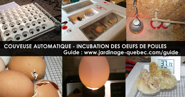 Faire éclore des oeufs de poules