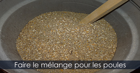 Nourriture pour les poules