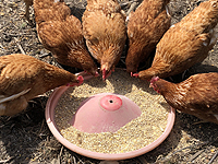 Mangeoire poules