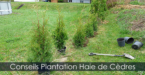 Étapes de plantation de cèdres à haie - Comment planter une haie de cèdres - Aménager une Haie de cèdres