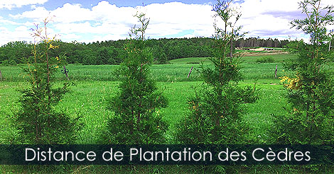 Distance entre les cèdres - Haie de cèdres distance entre les plants - Quelle distance haie de cèdres - Conseils et entretien des cèdres à haie
