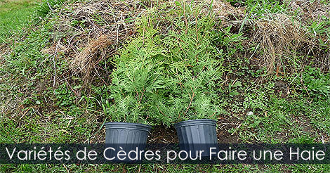 Comment aménager un haie avec des cèdres ou thuyas - Choisir une variété de cèdres pour faire une haie - Cèdrière - Producteurs de cèdre à haie