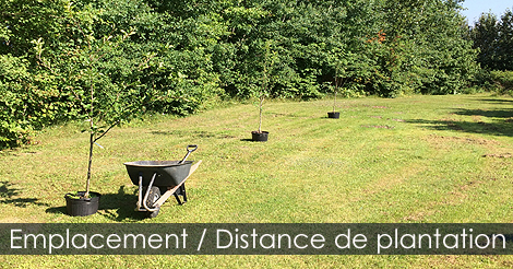 Planter un pommier - emplacement et distance
