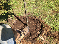 Planter un arbre fruitier