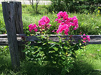 Aménager une plate-bande - Comment choisir l'emplacement d'une plate-bande - Ensoleillement plate-bande