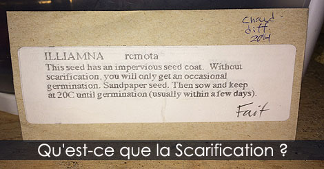 Graines et Plantes - Qu'est-ce que la scarification des graines - Traitement des graines pour faciliter la germination - Scarification des semences