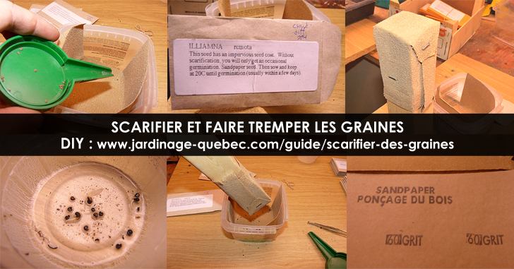 Scarification des graines