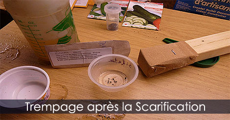 Trempage des graines après la scarification - Aide à la germination des semences - Prétraitement des graines