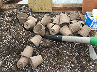 Achat de tournesol - Hauteur maximum du tournesol