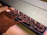 Guide culture de la tomate - Faire les semis de plants de tomates