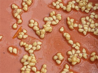 Graines de tomates - Semences de tomates