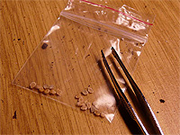 Avoir des tomates à la maison - Semer des graines de tomates