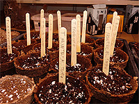 Identification plants de tomates - Faire semis de tomates