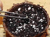 Planter des semences de tomates - Produire ses plants de tomates