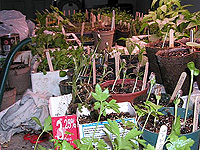 Arroser les semis - Dosage et méthode