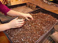 Terreau pour faire les semis