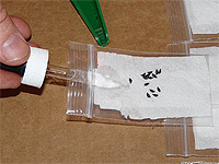 Stratification simple des graines