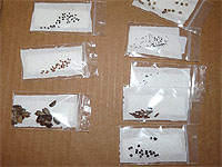 Scarification des graines - Étapes de traitement à froid des semences