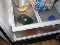 Faire germer des graines dans le frigo - Trucs de germination des graines