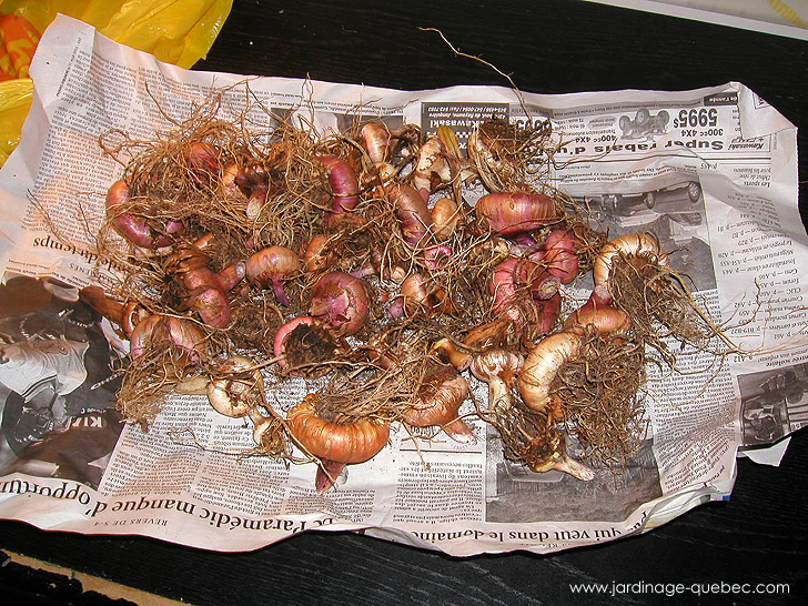Conservation des bulbes en hiver - Photos Jardin Le Jardin des Patriotes - Pascal Tremblay La Baie Québec