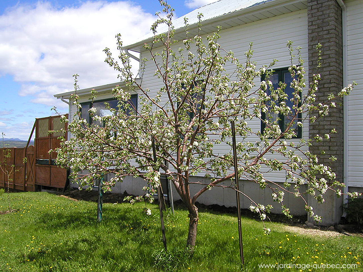 Pommiers en fleurs - Photos Jardin Le Jardin des Patriotes - Pascal Tremblay La Baie Québec