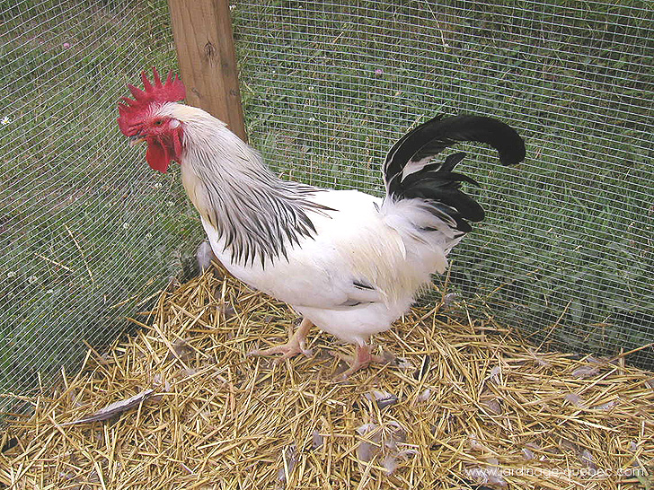 Le coq au poulailler - Photos Jardin Le Jardin des Patriotes - Pascal Tremblay La Baie Québec