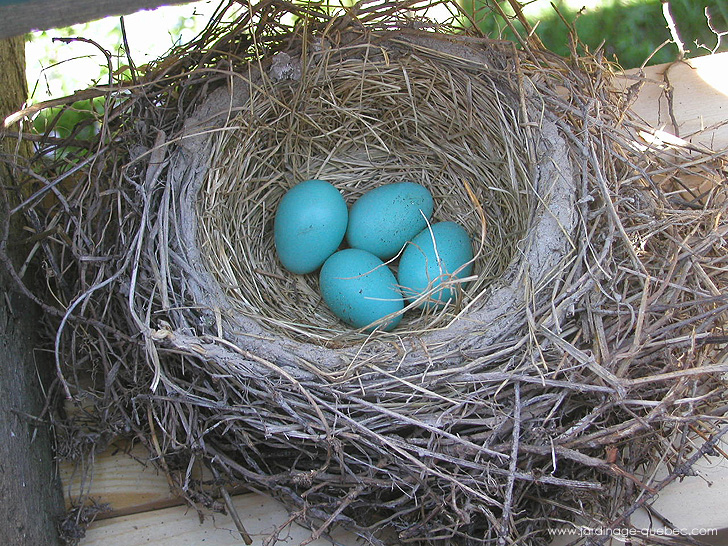 Oeufs de merle d'Amérique - Photos Jardin Le Jardin des Patriotes - Pascal Tremblay La Baie Québec