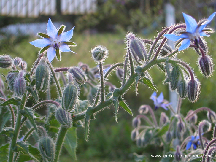 Bourrache Annuelle - Photos Jardin Le Jardin des Patriotes - Pascal Tremblay La Baie Québec