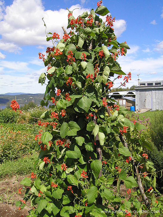 Haricot d'Espagne sur support - Photos Jardin Le Jardin des Patriotes - Pascal Tremblay La Baie Québec