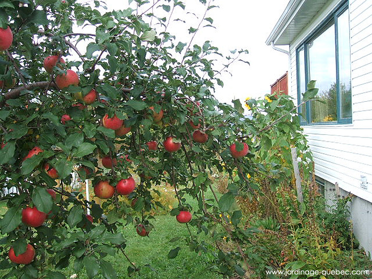 Pommiers et pommes - Photos Jardin Le Jardin des Patriotes - Pascal Tremblay La Baie Québec
