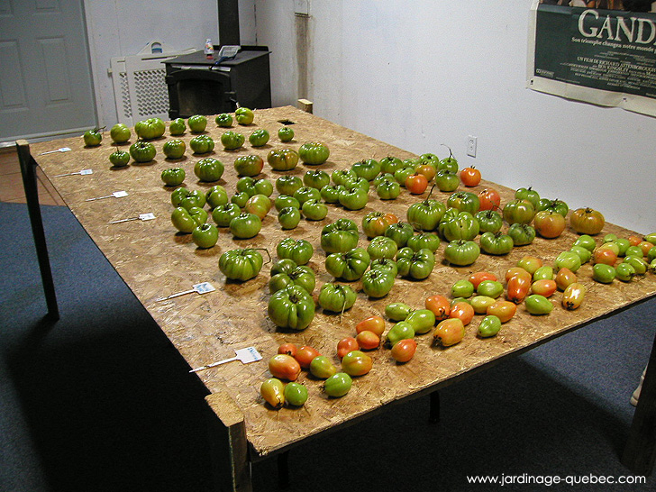 Faire mûrir les tomates vertes - Photos Jardin Le Jardin des Patriotes - Pascal Tremblay La Baie Québec