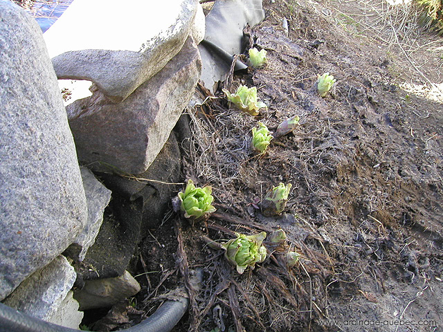 Pétasite - Photos Jardin Le Jardin des Patriotes - Pascal Tremblay La Baie Québec