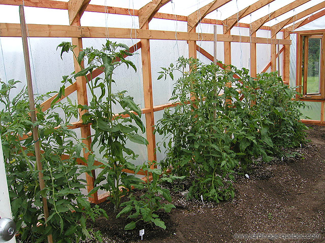 Plants de tomate en serre - Photos Jardin Le Jardin des Patriotes - Pascal Tremblay La Baie Québec