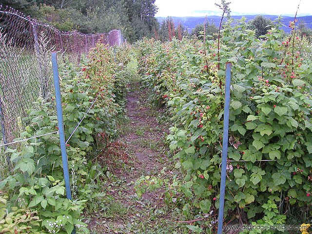 Champs de framboises - La culture de la framboise
