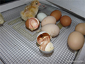 Avoir des Poussins au poulailler