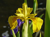 Liste des Plantes du Québec