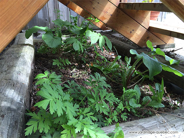 �liminer les mauvaises herbes sous une terrasse balcon et escaliers