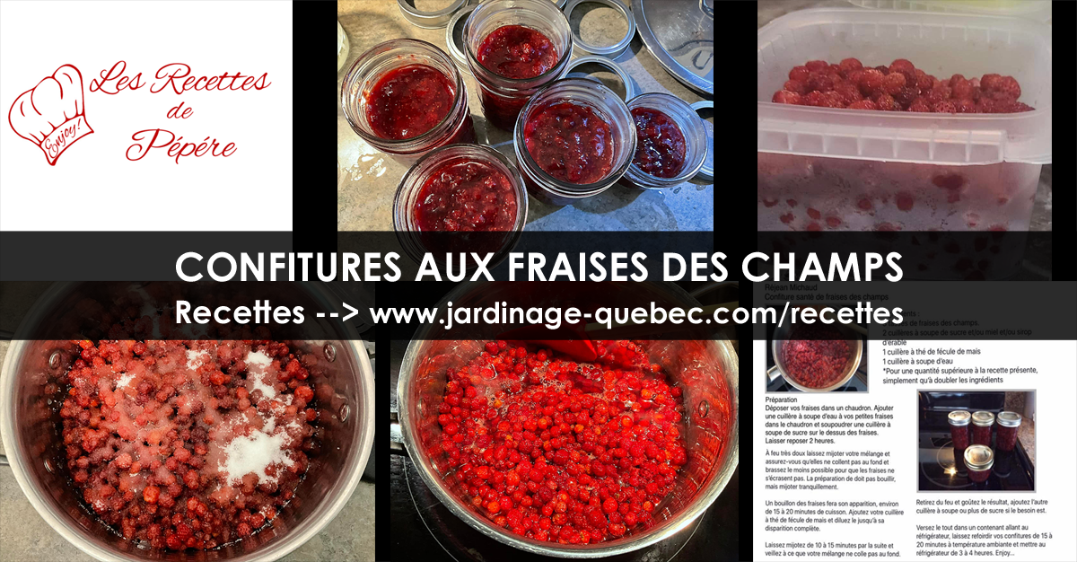 Confitures aux fraises des champs