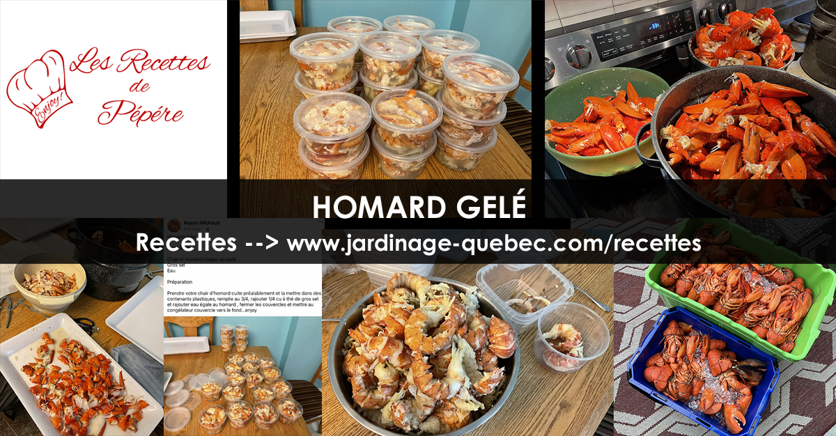 Homard gelé