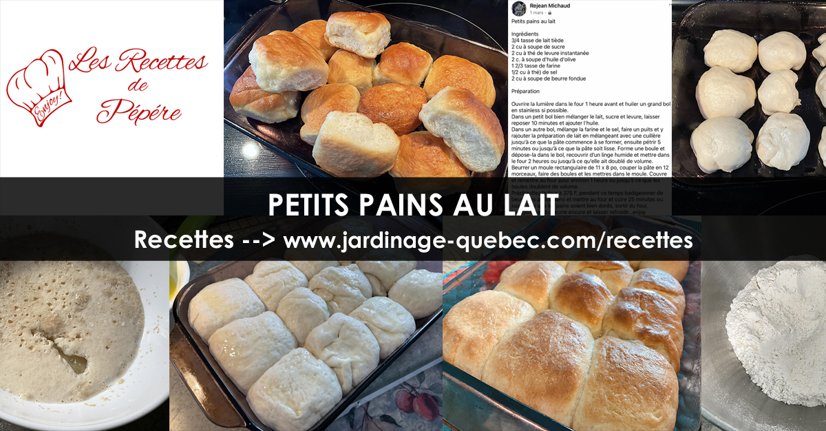 Petits pains au lait