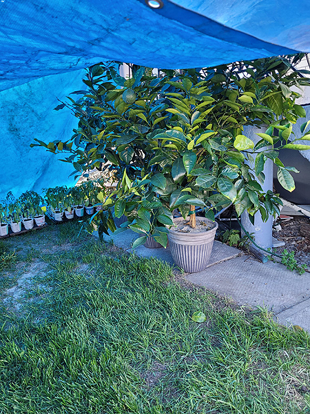 Acclimatation des plantes aux conditions extérieures