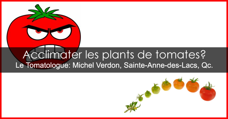Acclimater les tomates