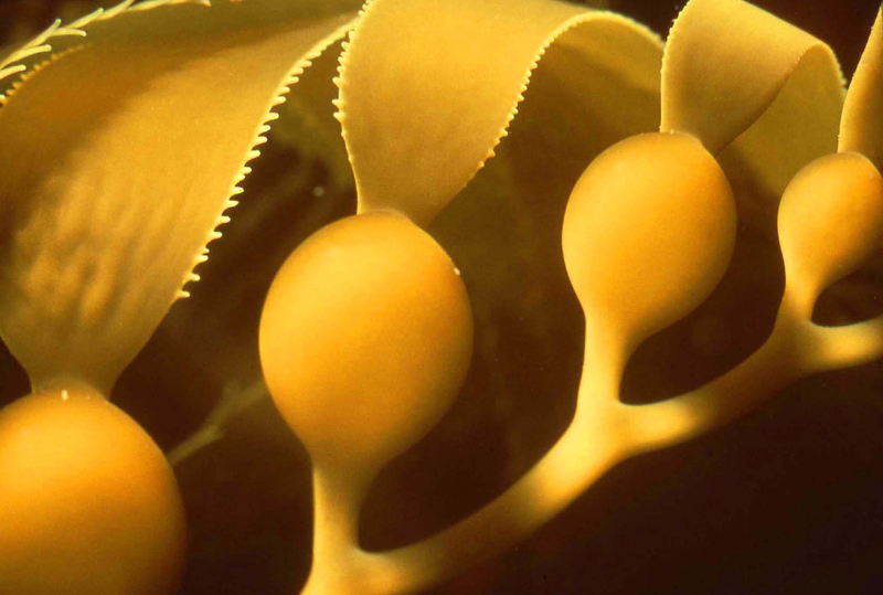 L'extrait de varech peut stimuler la germination