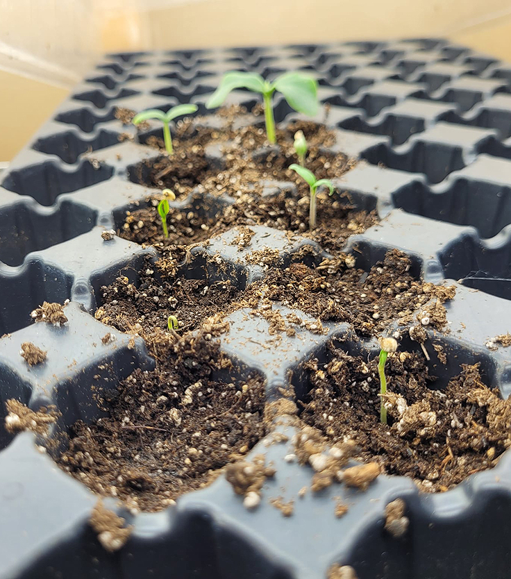 Germination des semences